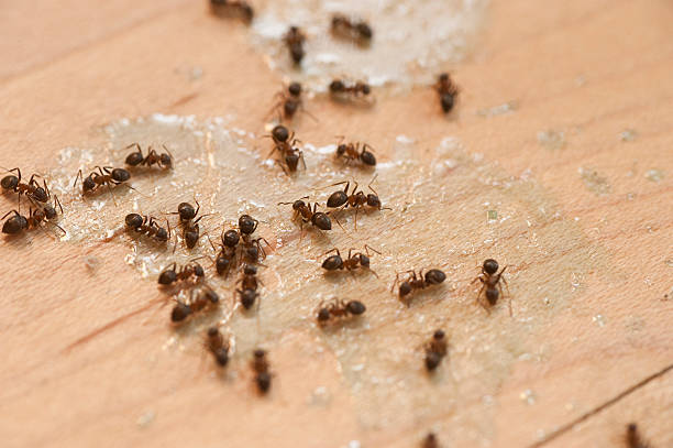 Best Residential Pest Control  in South Hill, NY