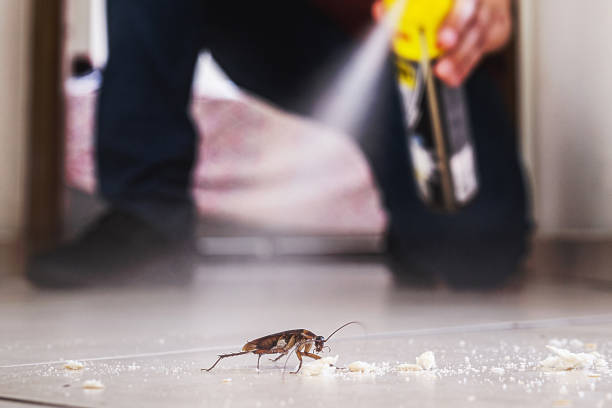 Wasp Removal Services in South Hill, NY