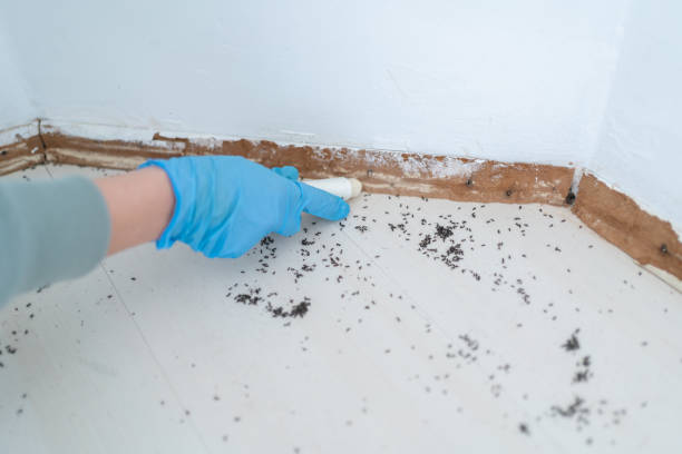 Best Best Pest Control Companies  in South Hill, NY